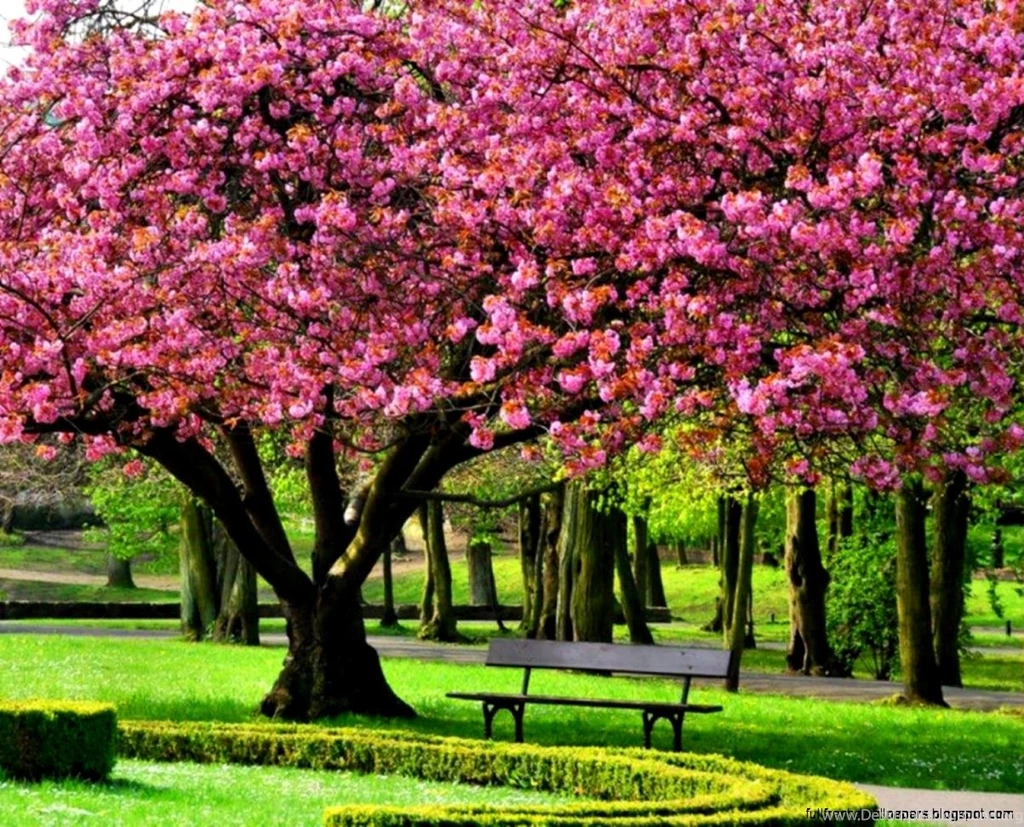 Spring Trees Hd Wallpapers