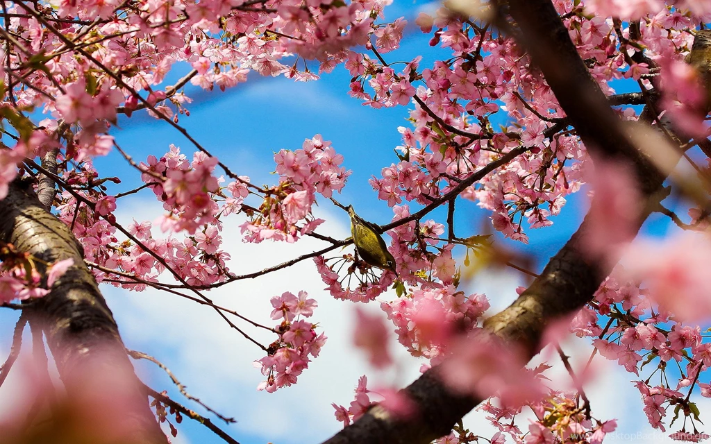 SPRING SPRING PINK BLOSSOM TREES Online Wallpapers HD