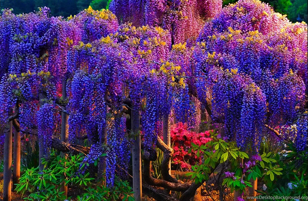 Pink Wisteria Tree Wallpaper.