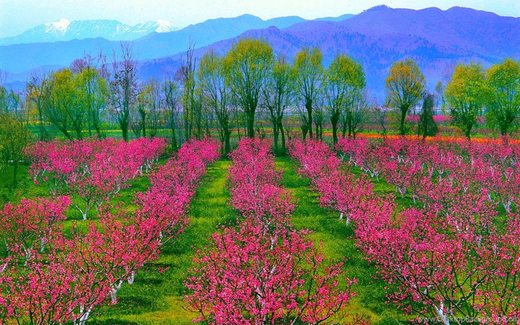 Beautiful Pink Trees (
