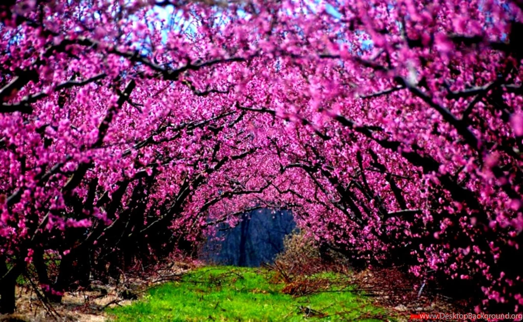 Nature Pink Trees Flowers Grass Fields Photography Wallpapers ...