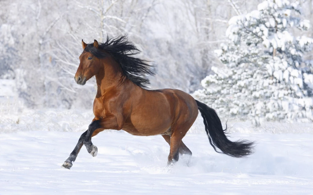 Free Scenery Wallpapers – Includes A Racing Horse, Powerful And ...