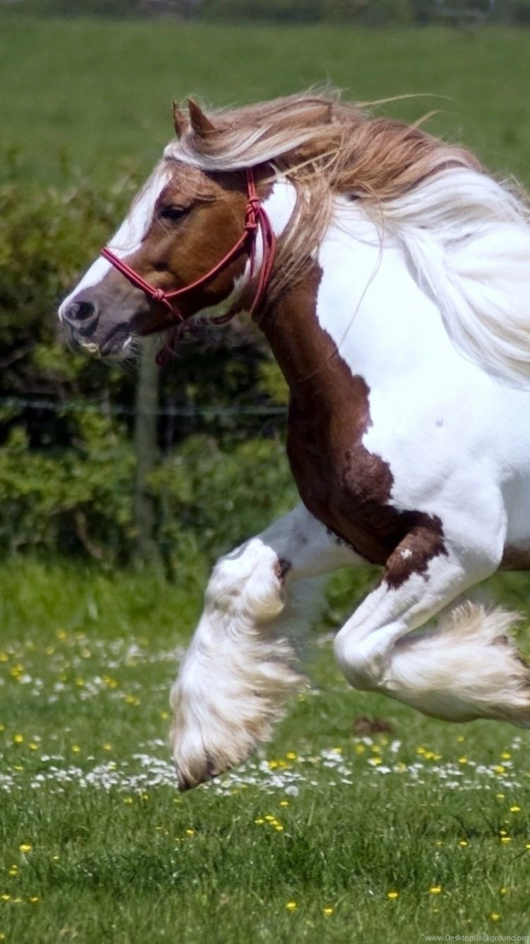 iPhone 6 Horse Wallpapers HD, Desktop Backgrounds 750x1334