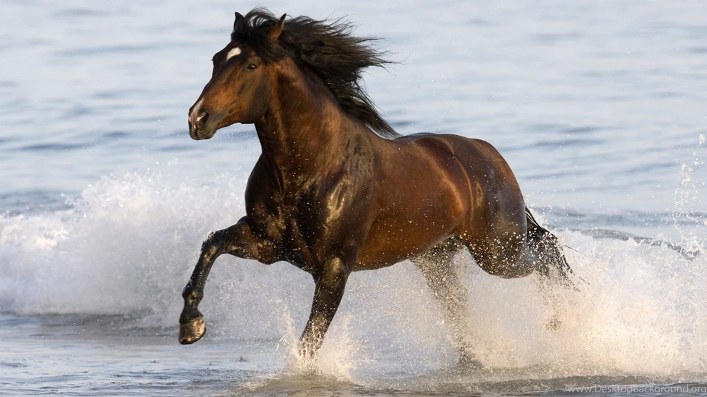 Racing, Horse, Arabian (