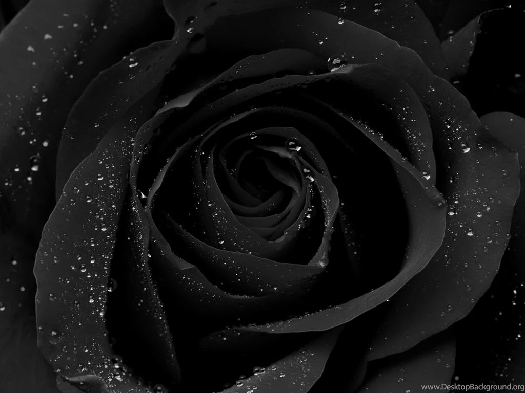 BLACK ROSES AND HEART On Pinterest