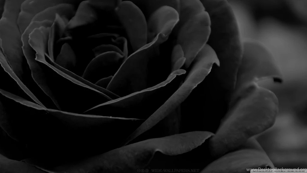 Dark Rose Wallpapers Wallpapers Zone