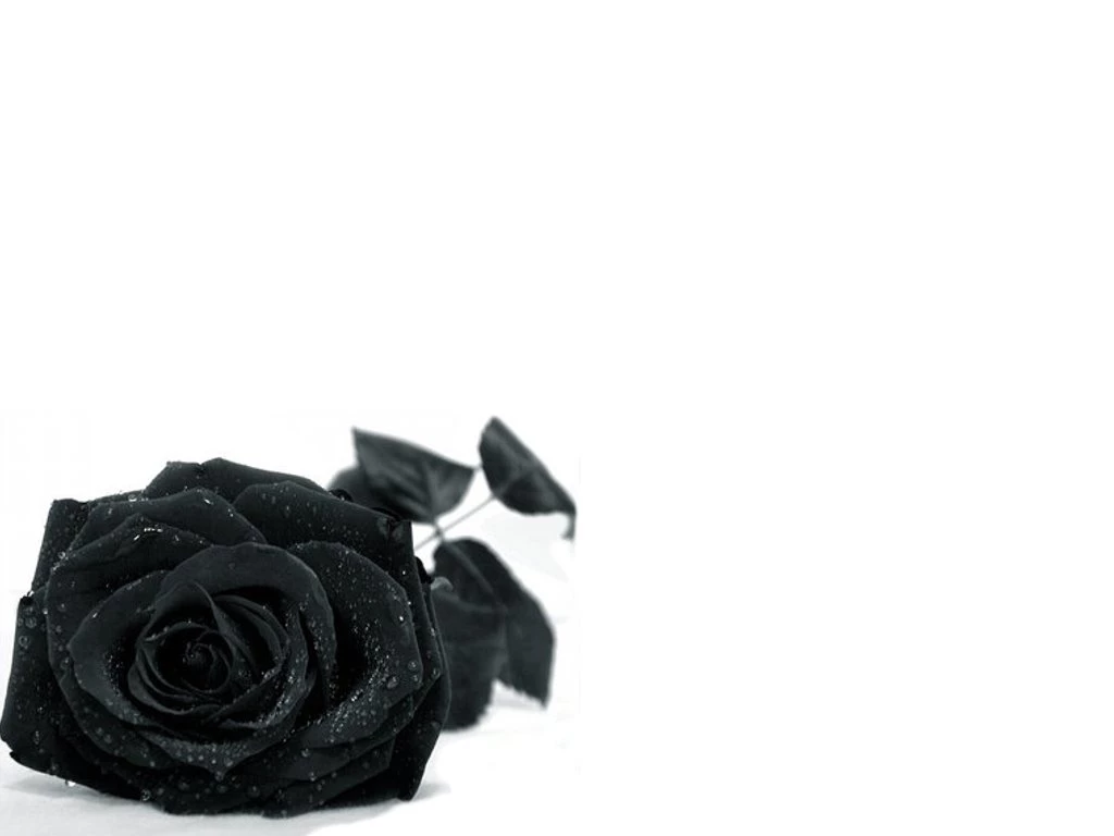 4975) Black Rose Backgrounds HD Wallpapers WalOps.com
