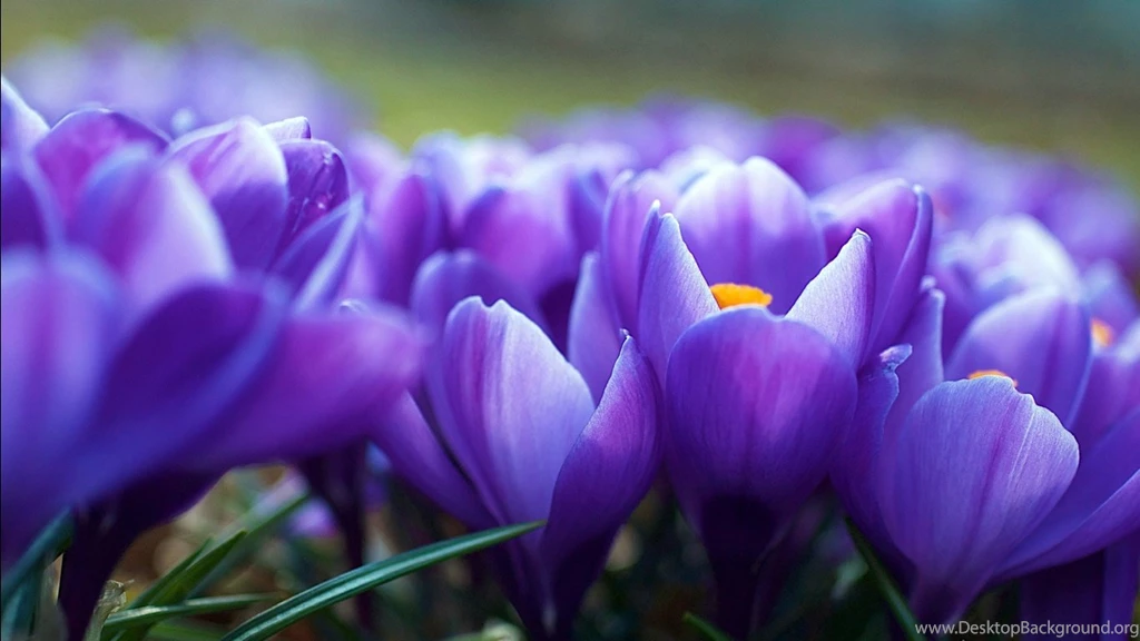 Flower Wallpapers Download Wallpapers HD Wide