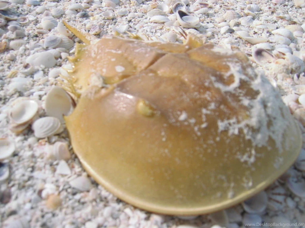 Horseshoe Crab Wallpapers Animals Town