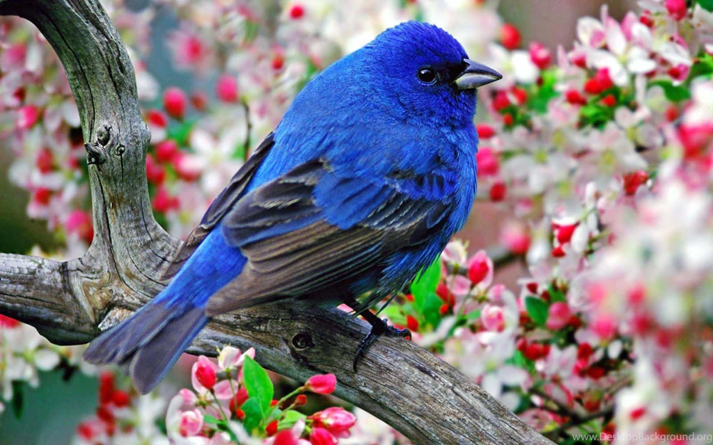 Beautiful Wallpapers Free Download Collection (41+)