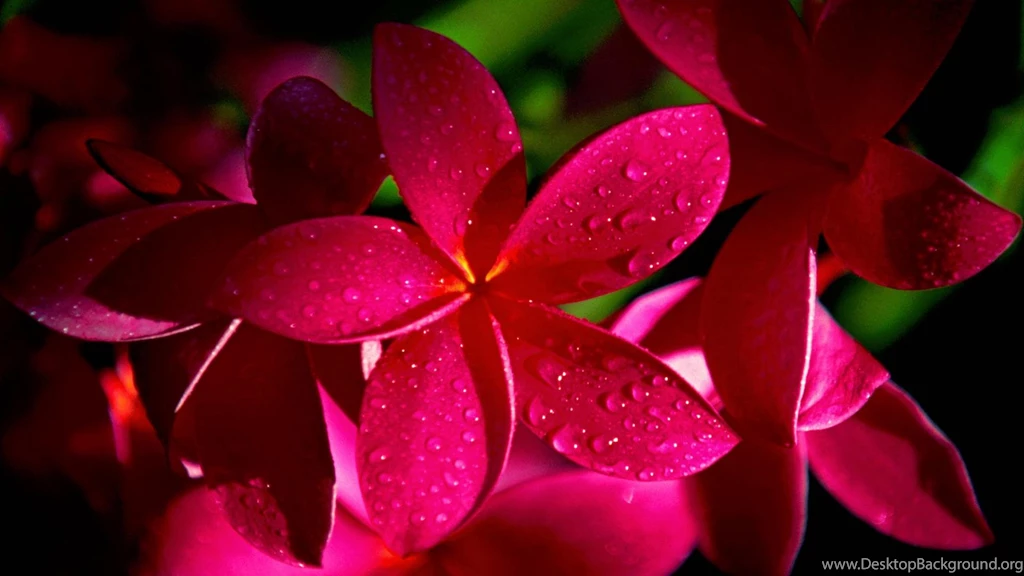 Wallpapers Hd Flowers