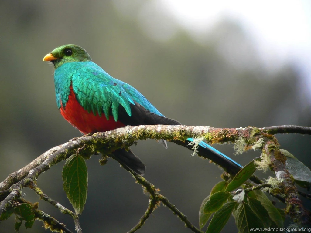 Quetzal Wallpapers And Backgrounds Animals Town