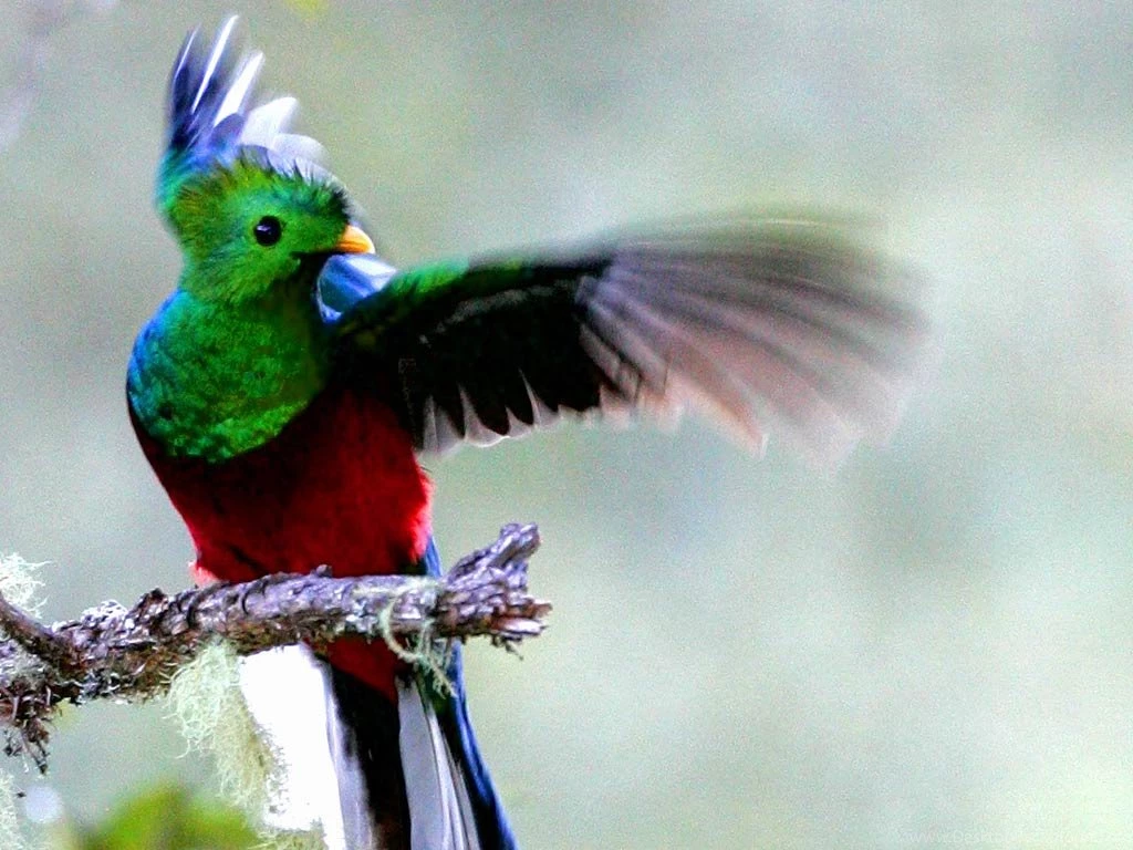 Free Quetzal Wallpapers Animals Town