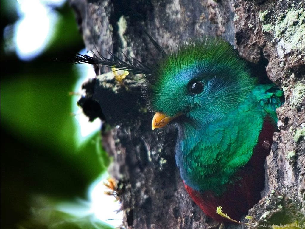 Quetzal Wallpapers Animals Town