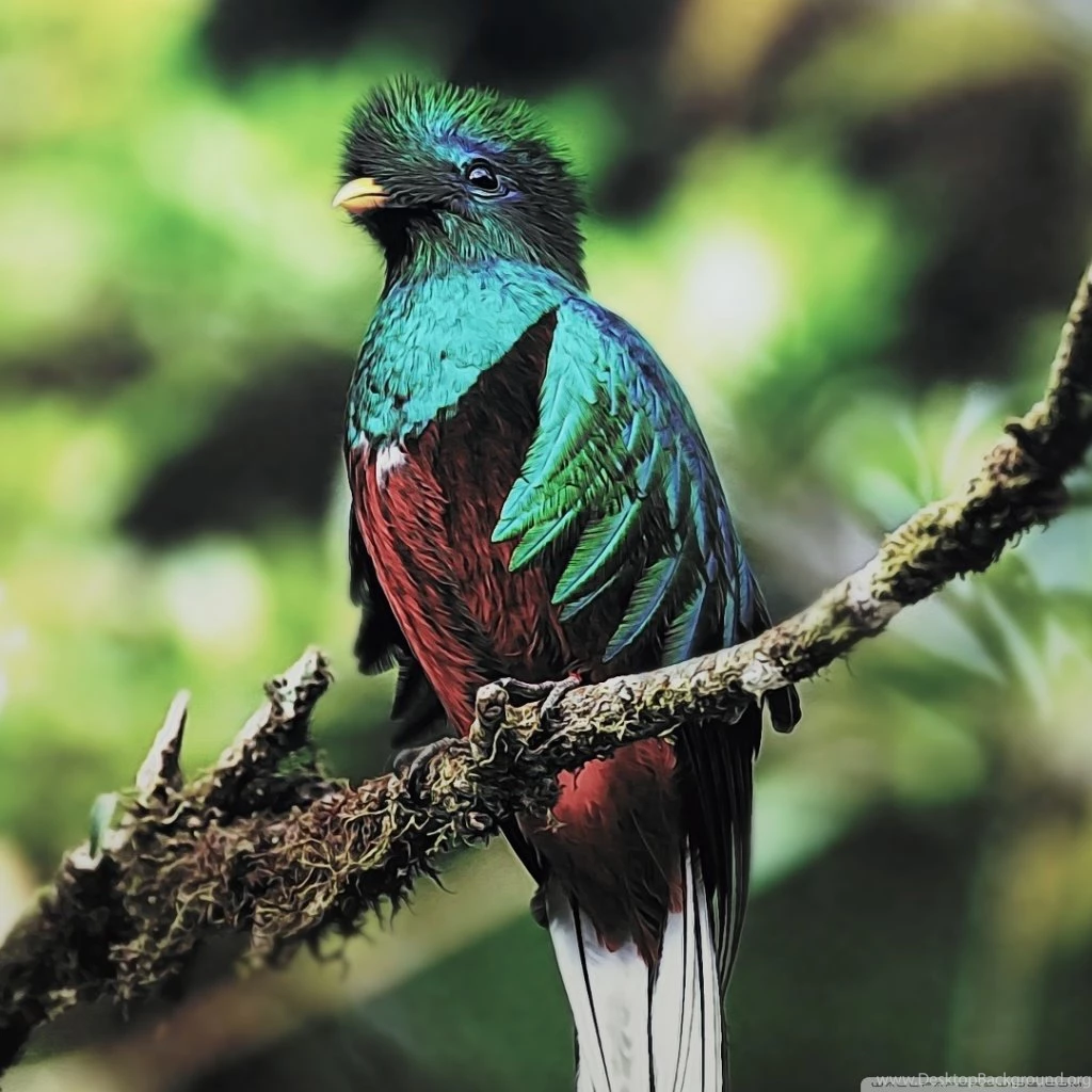 Quetzal Bird HD Desktop Wallpapers : Widescreen : High Definition ...
