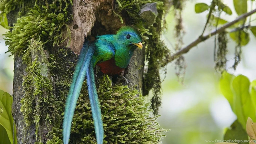 Quetzal Pictures