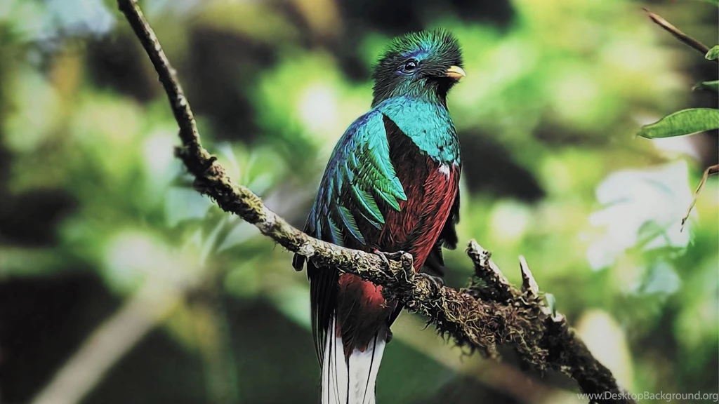 Animals Bird Quetzal HD Wallpapers, Desktop Backgrounds, Mobile ...