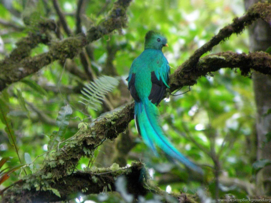 1600x1200px Quetzal