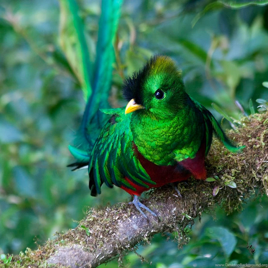 GUATEMALA