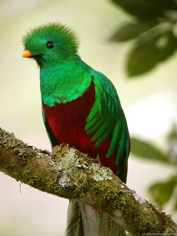 Quetzal On Tree Picture / Cutekid / Stillgalaxy