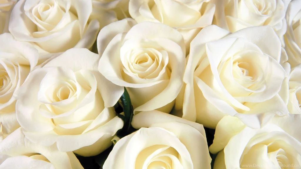 White Rose