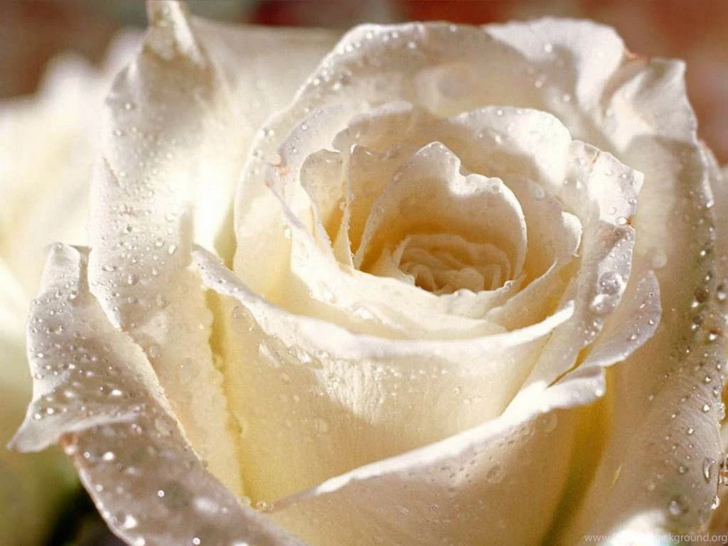 White Rose HD Photos Flowers Wallpapers Collections Free Download ...