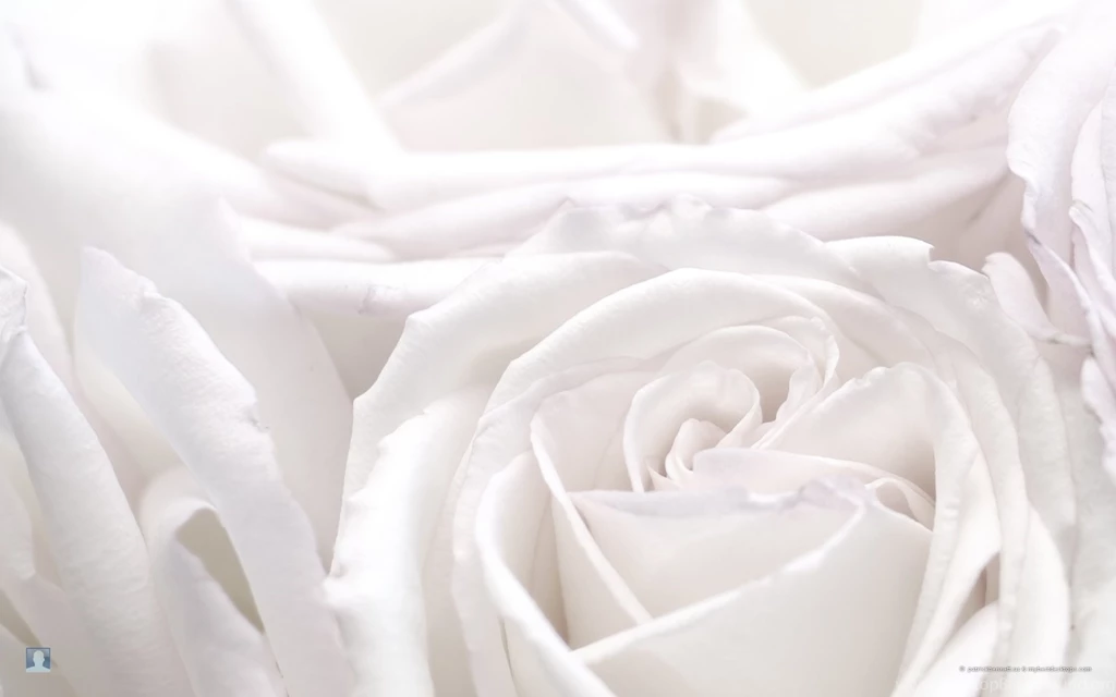 White Rose Wallpapers