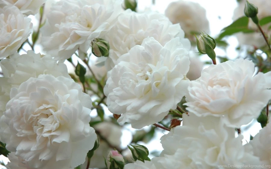 White Roses Wallpapers By GiacoMASTER On DeviantArt