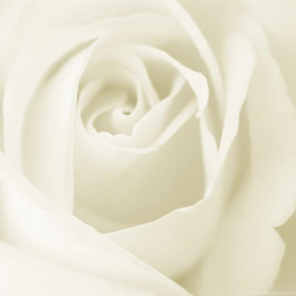 White Rose Wallpapers