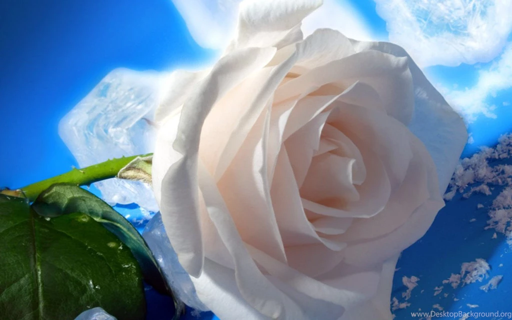 HD Beautiful White Rose Wallpapers For Computer   HiReWallpapers 4125