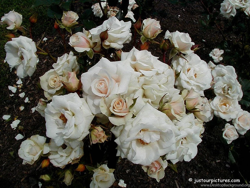 Just Our Pictures Roses ~ Rose Pictures For Background/Wallpapers