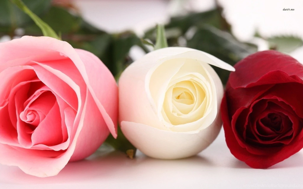 Pink white and red roses wallpapers