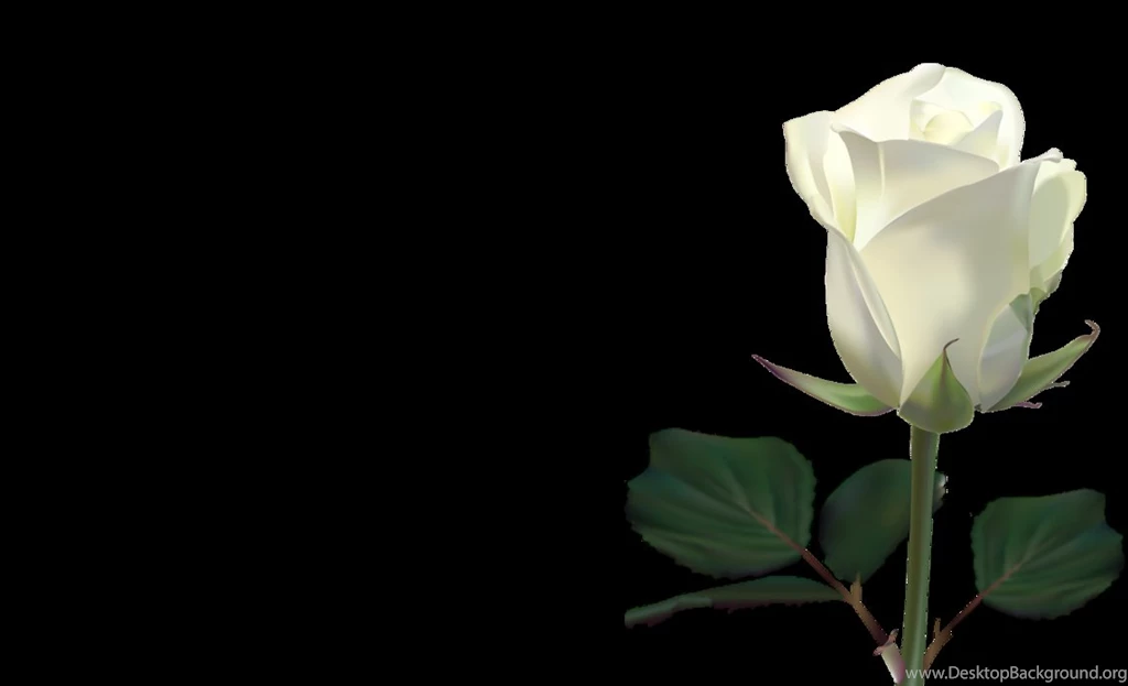 White Rose Wallpapers By LilianneRet On DeviantArt