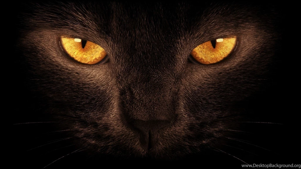 1280x960 Wallpapers Page 647: Blue British Cat Basket Kitten Pet ...