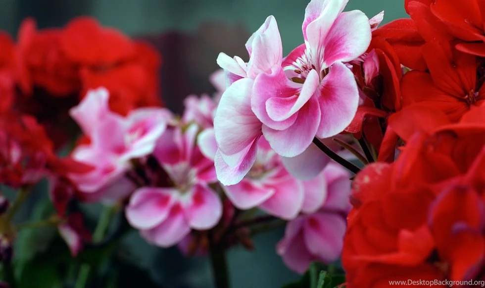Pink And Red Flowers Close Up Desktop Wallpapers