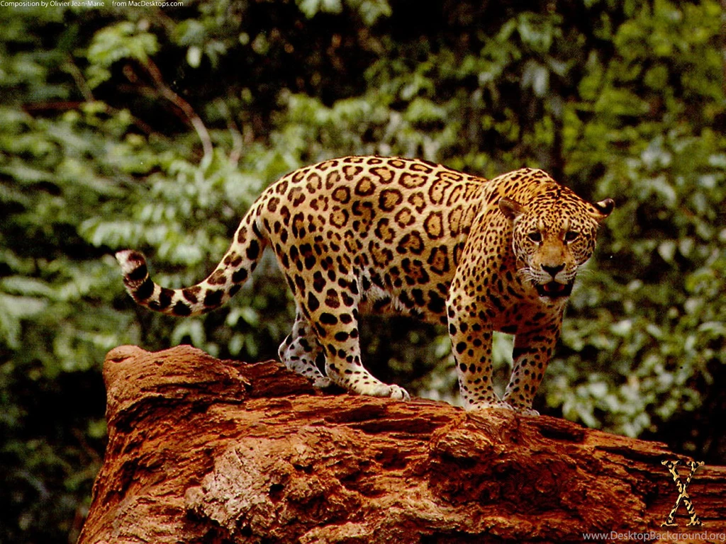 Jaguar The Big Cat