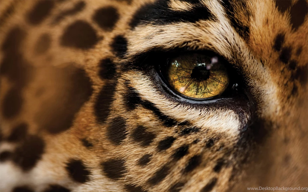 White Jaguar Animal Wallpapers