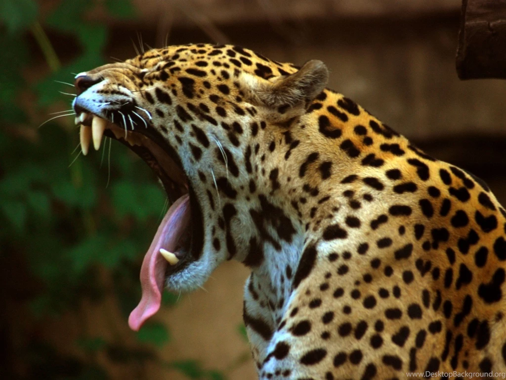 Download Animal Jaguar Wallpapers 1680x1260