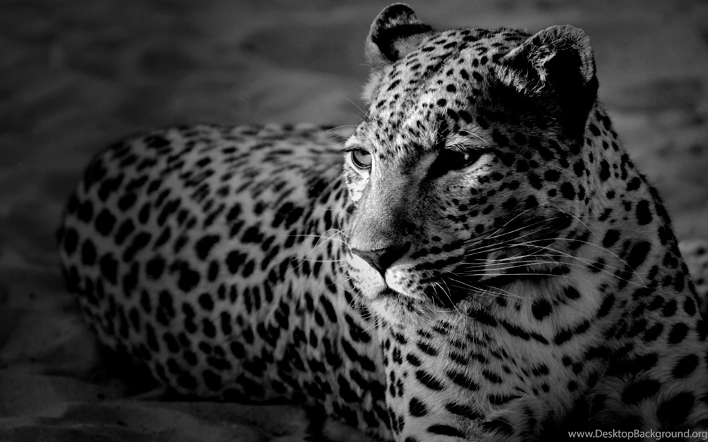 Animal, Jaguar, Photography, Cat :: Wallpapers
