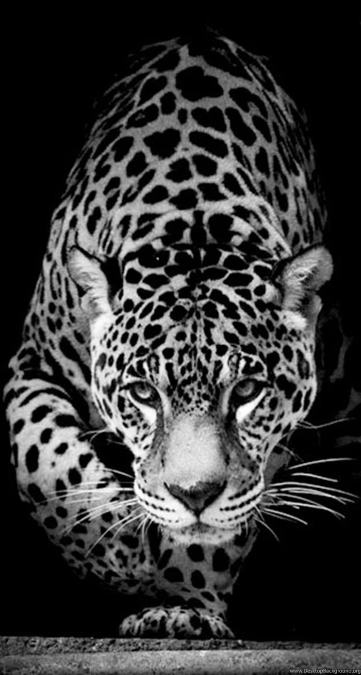 Wild Animal Jaguar The iPhone Wallpapers