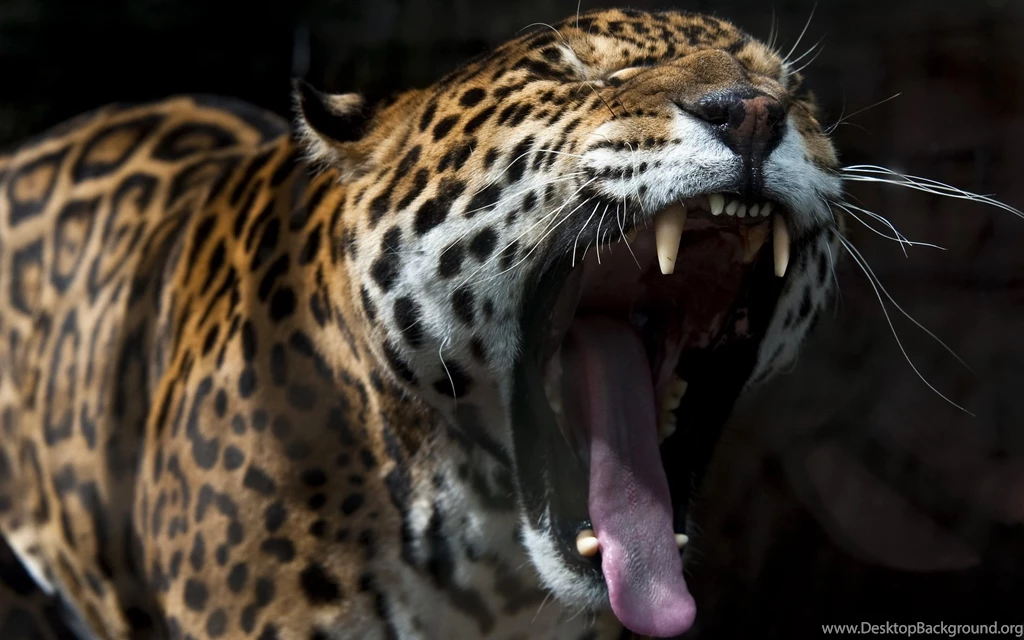 Cats Jaguars Roar Animals Jaguar Cat Wallpapers