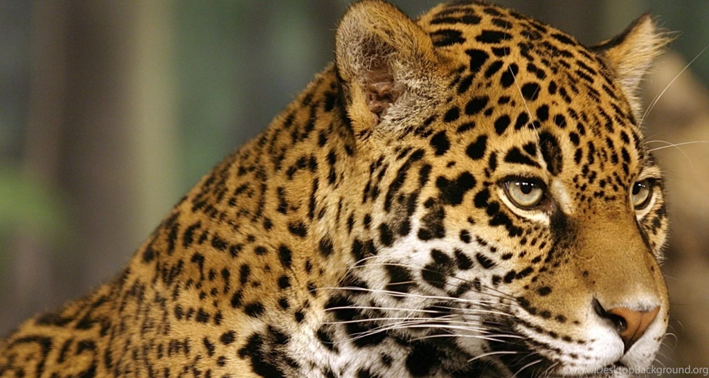 Perfect Jaguar Cat Pictures On Animal Picture Society