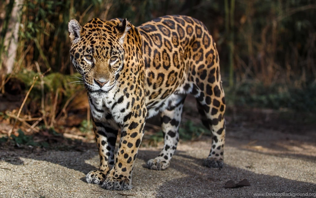 Download Wallpapers 3840x2400 Jaguar, Wild Cat, Predator, Spots ...