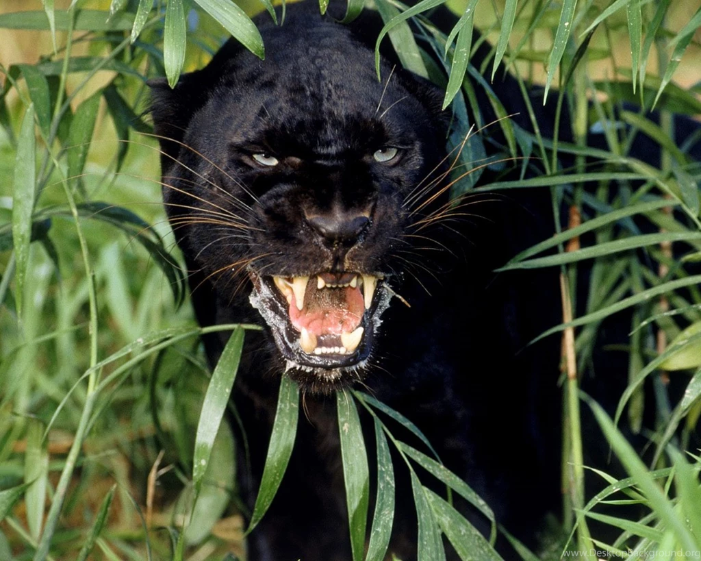 Featured image of post Black Jaguar Wallpaper Hd 1080P