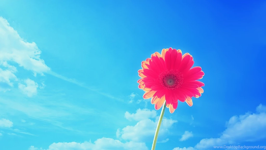 Beautiful Pink Flower Daisies On Blue Sky Backgrounds Wallpapers ...
