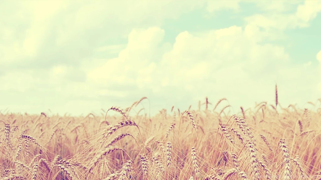 Elegant Flower Photography : Dreamy Sweet Wildflowers Widescreen ...