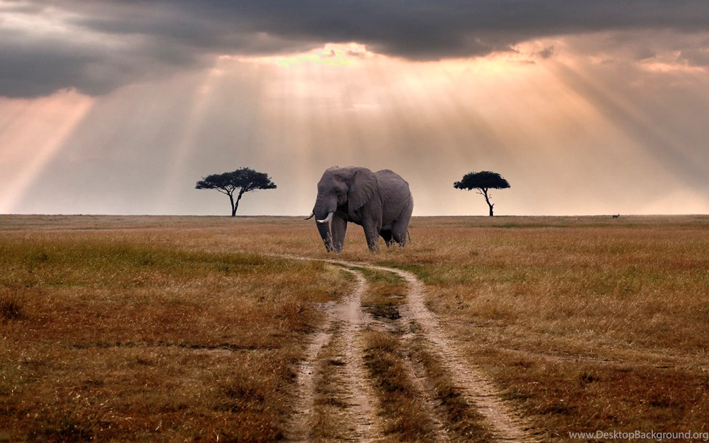 Nature road trees elephant wildlife hd wallpapers