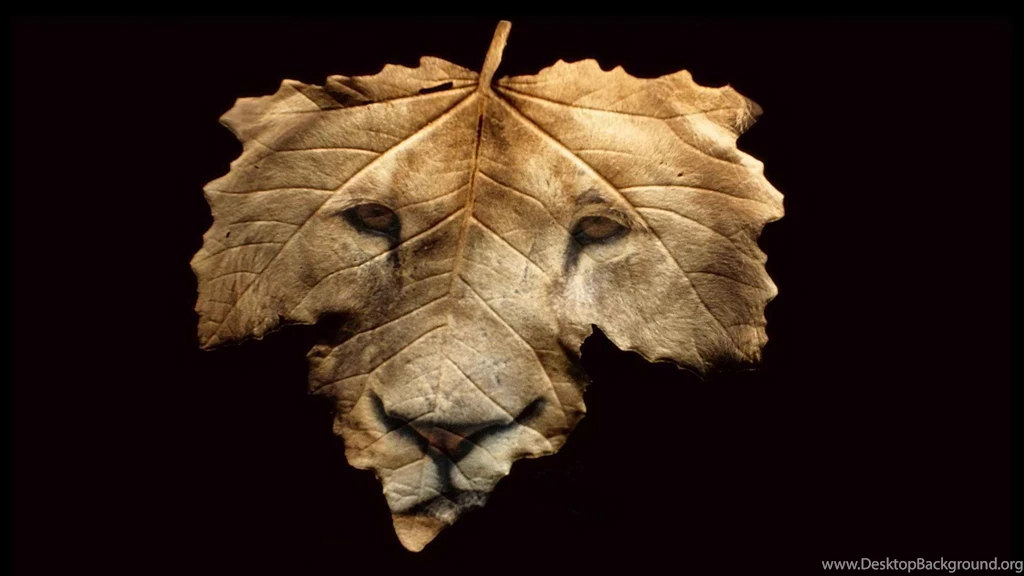 Wild Life HD Wallpapers HD Wallpapers Inx