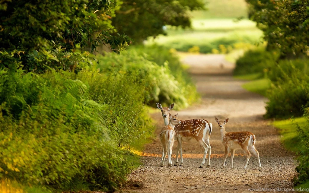 Wildlife Wallpapers HD
