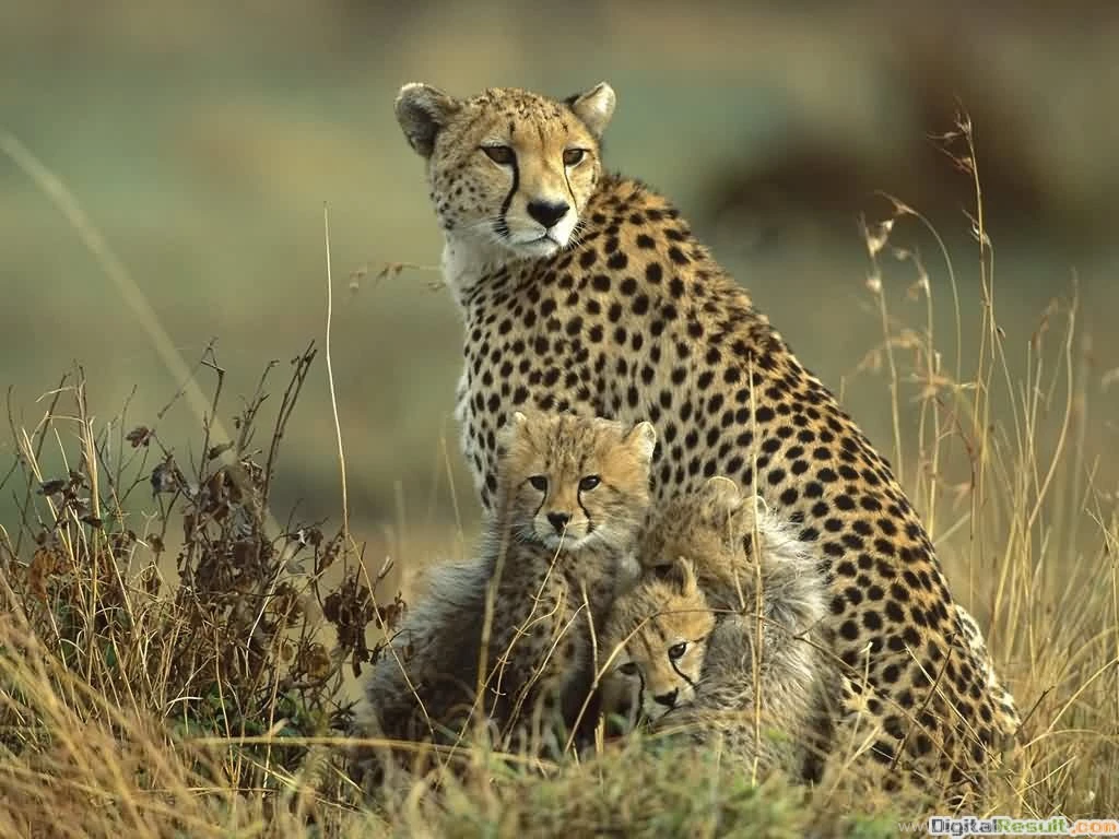 Wild Life HD Wallpapers